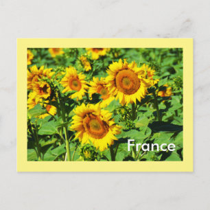 Postal Sunflower