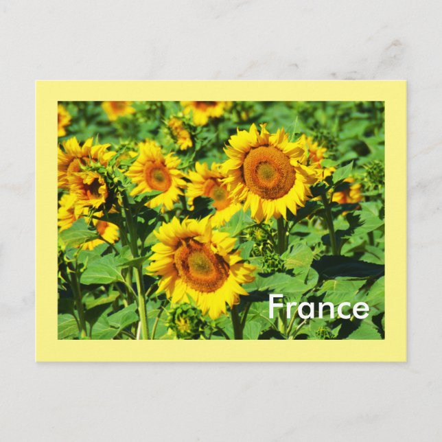 Postal Sunflower (Anverso)
