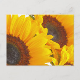 Postal Sunflower