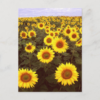 Postal Sunflower