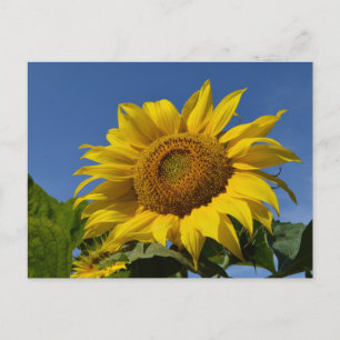 Postal Sunflower