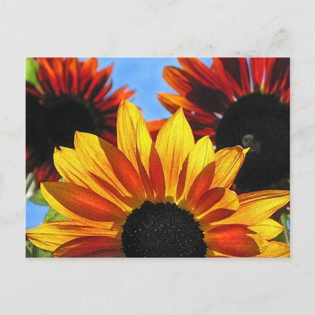 Postal Sunflower (Anverso)