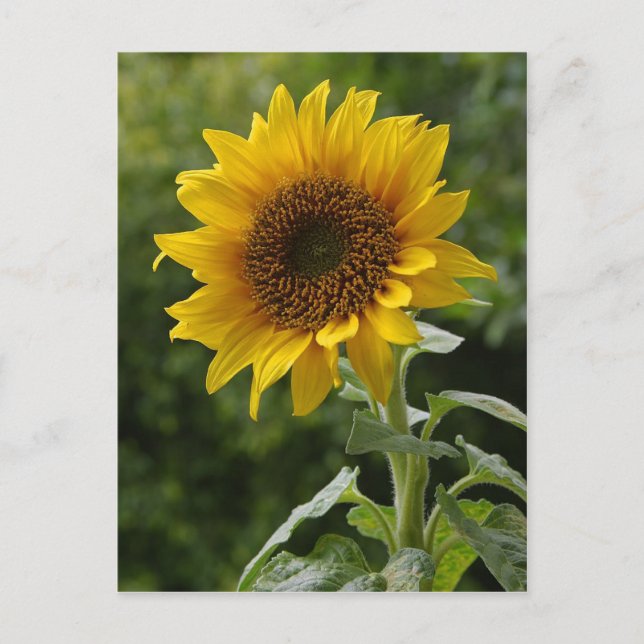 Postal Sunflower (Anverso)