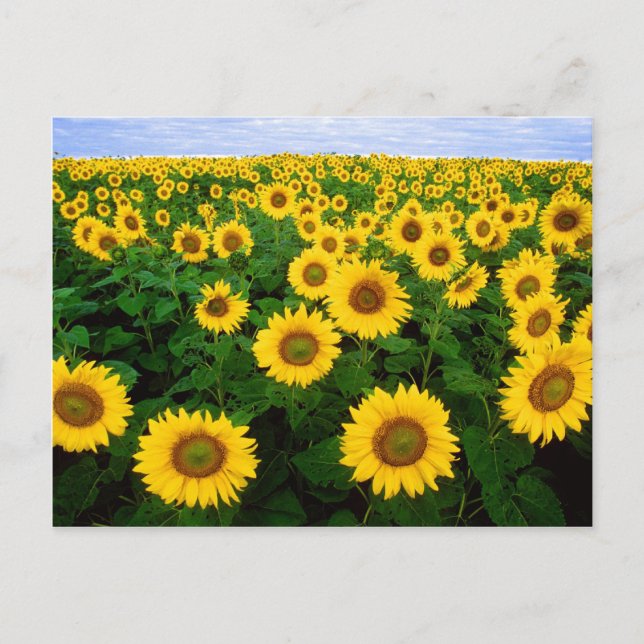 Postal Sunflower (Anverso)