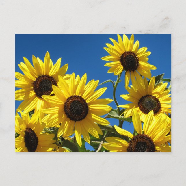 Postal Sunflower (Anverso)