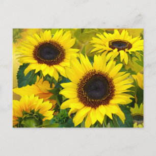 postal Sunflower