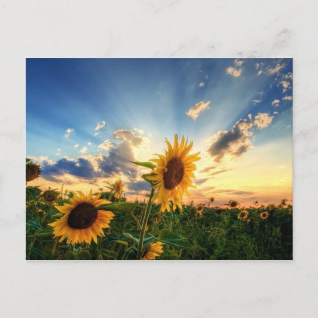 Postal Sunflower (Anverso)