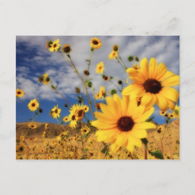 Postal Sunflower (Anverso)