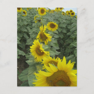 Postal Sunflower