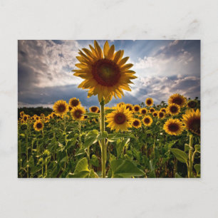 Postal Sunflower