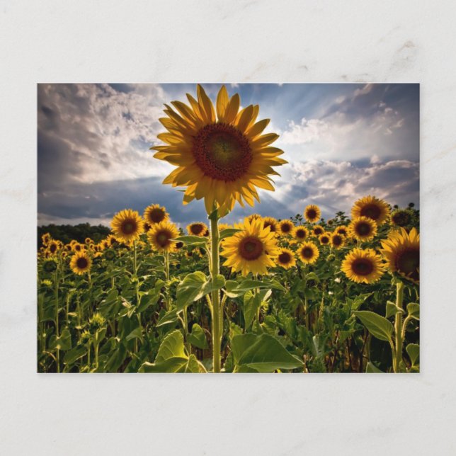Postal Sunflower (Anverso)