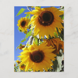 Postal Sunflower