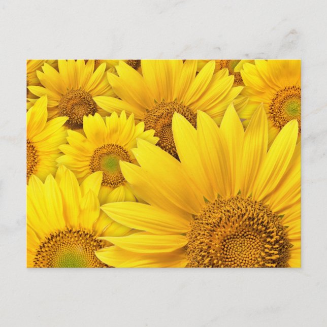 Postal Sunflower amarillo (Anverso)
