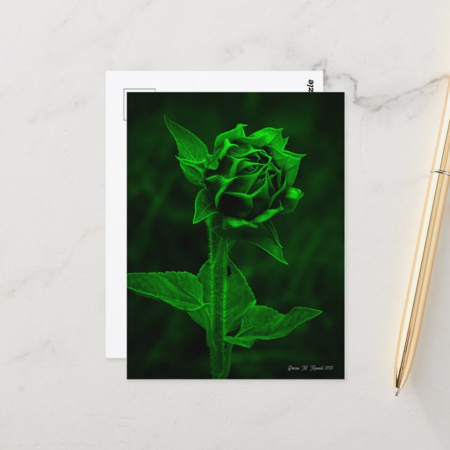Postal "Sunflower Bud"  (Anverso/Reverso In Situ)