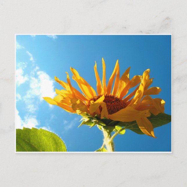 Postal Sunflower de Texas (Anverso)