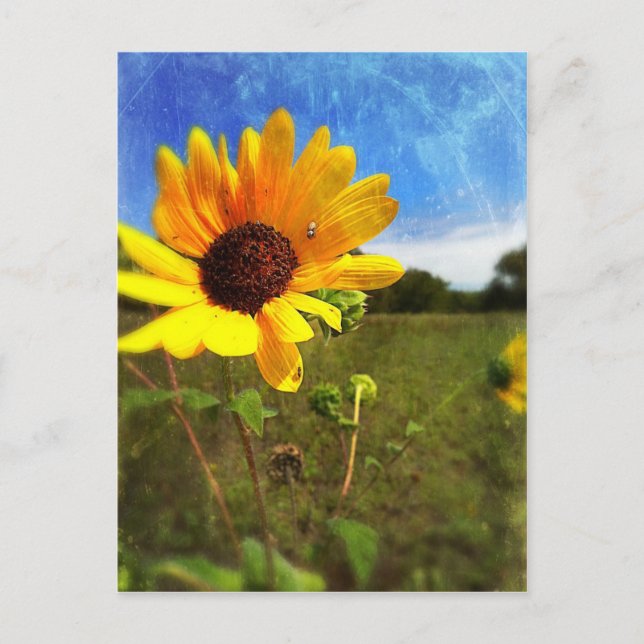 Postal Sunflower de Texas por Jill (Anverso)