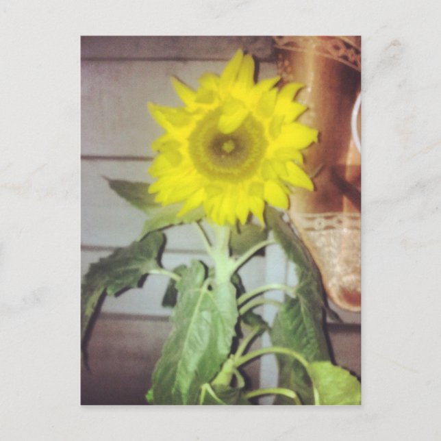Postal #sunflower en flor (Anverso)