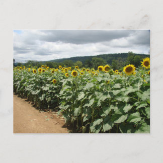 Postal Sunflower Farm New Jersey