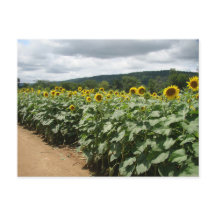 Sunflower Farm New Jersey