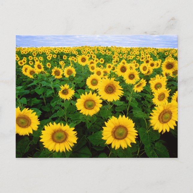 Postal Sunflower Forever (Anverso)