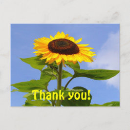 Postal SUNFLOWER GRACIAS ~ Postcard