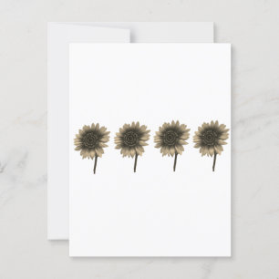 Postal Sunflower Live, Lauder, Amar