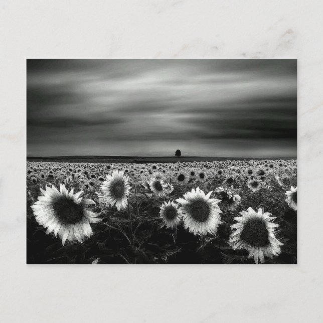 Postal Sunflower negro y blanco (Anverso)