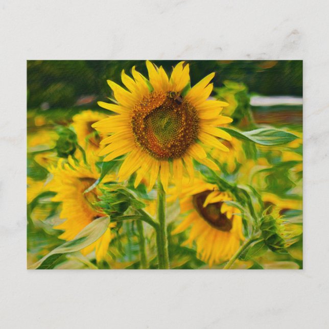 Postal Sunflower pintado (Anverso)