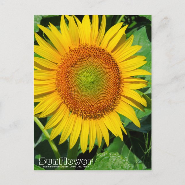 Postal Sunflower ：Postcard (Anverso)