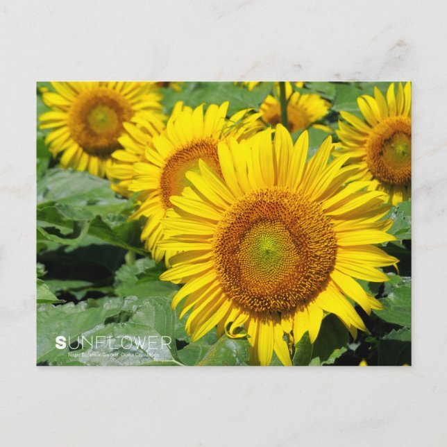 Postal Sunflower ：Postcard (Anverso)