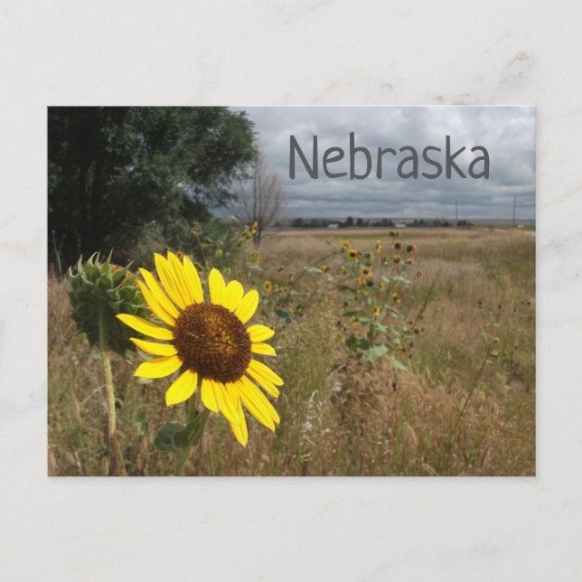 Postal Sunflower, Stormy Sky, Paisaje de Nebraska Occiden (Anverso)