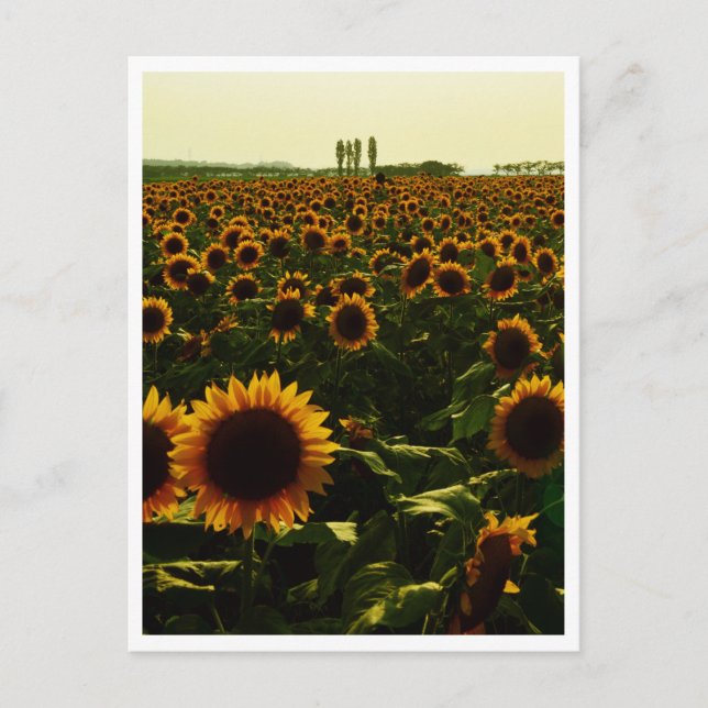 Postal Sunflower Sunset, ciudad de Sakura, Japón (Anverso)