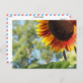 Postal Sunflower vibrante