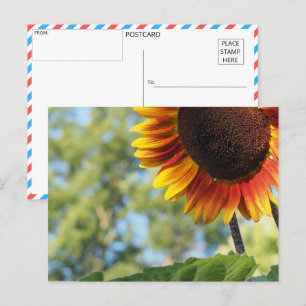 Postal Sunflower vibrante