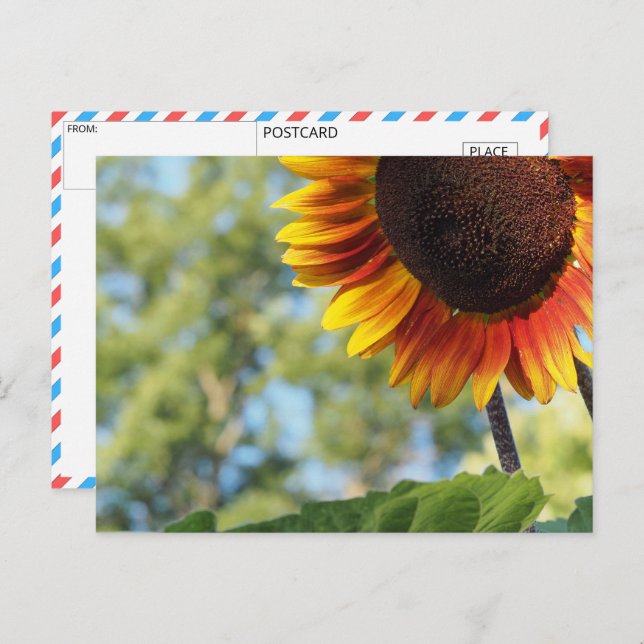 Postal Sunflower vibrante (Anverso / Reverso)
