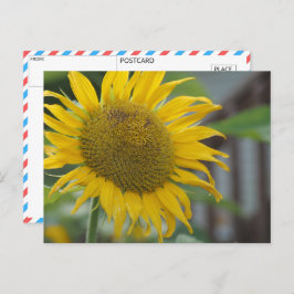 Postal Sunflower vibrante
