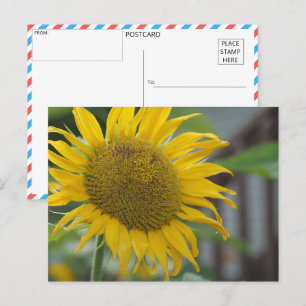Postal Sunflower vibrante