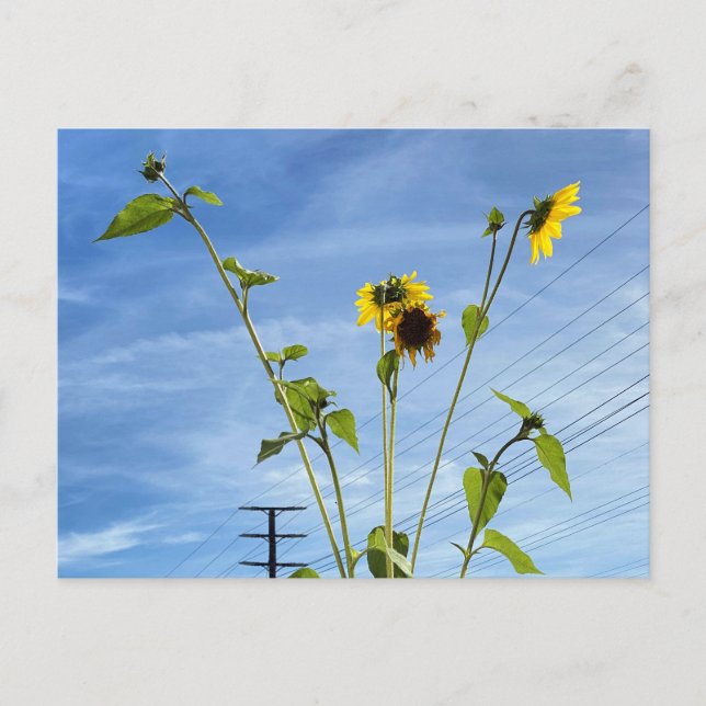 Postal Sunflowers (Anverso)