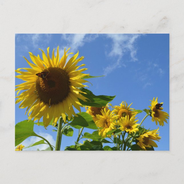 Postal Sunflowers & Butterflies (Anverso)