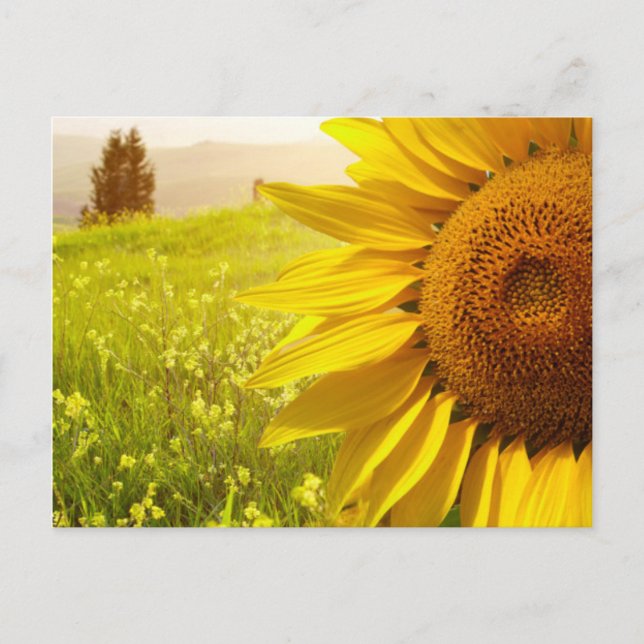 Postal Sunflowers de Toscana (Anverso)