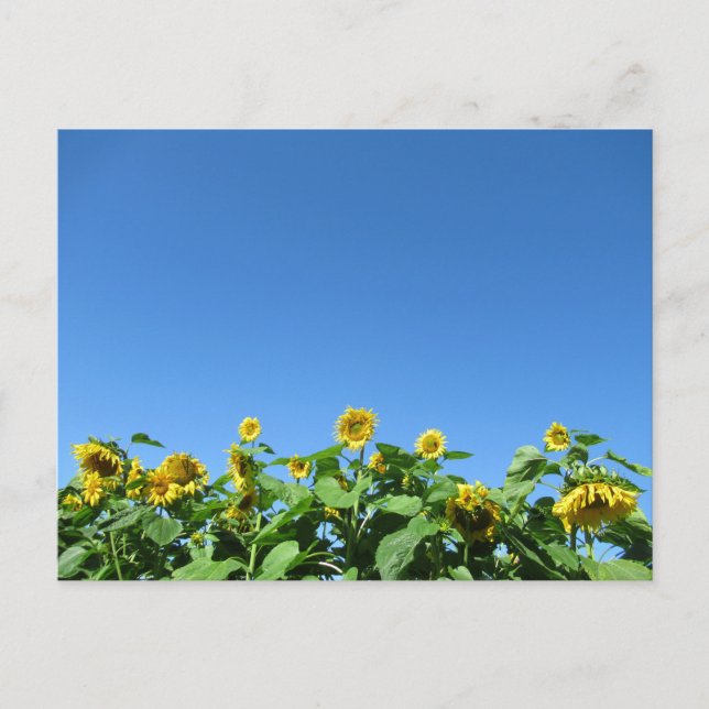 Postal Sunflowers de verano (Anverso)