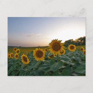Postal Sunflowers en el poster del atardecer