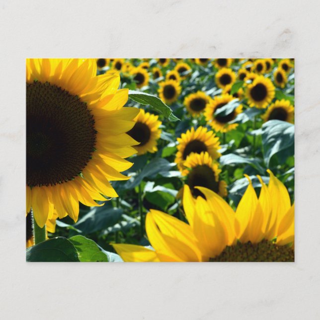 Postal Sunflowers (himawari): Japón (Anverso)