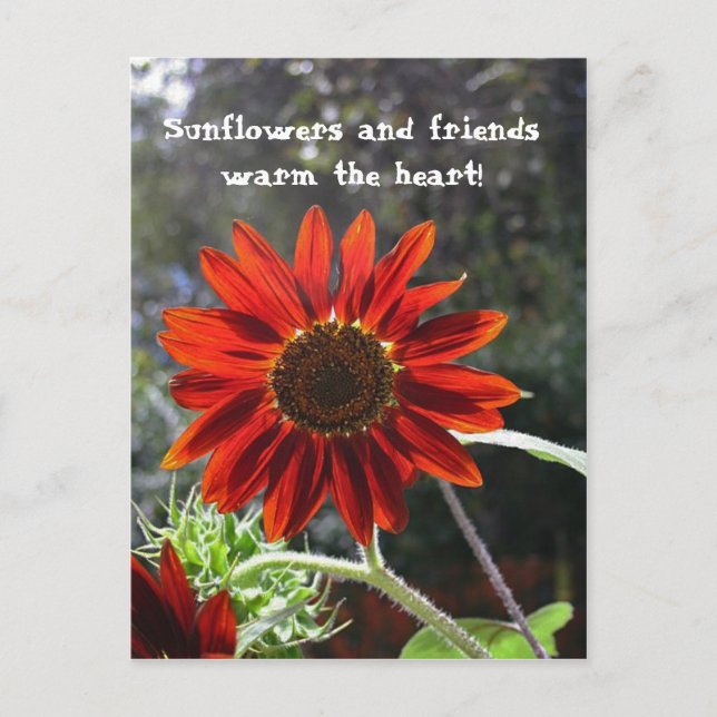 Postal ¡Sunflowers y Friends! (Anverso)