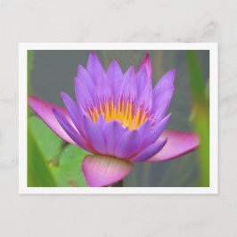 Postal Sunken Gardens Purple Water Lily 2008 #3 03