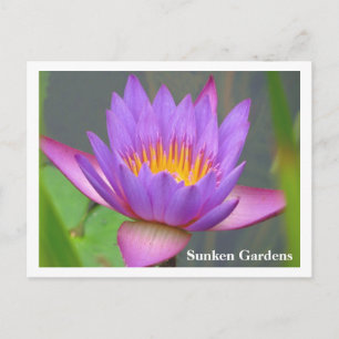 Postal Sunken Gardens Purple Water Lily 2008 #86n 086