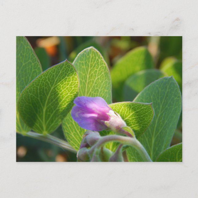 Postal Sunlit (Anverso)