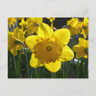 Postal Sunlit Daffodil