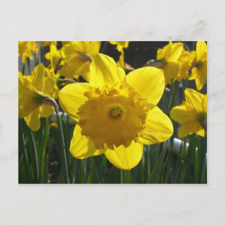 Postal Sunlit Daffodil