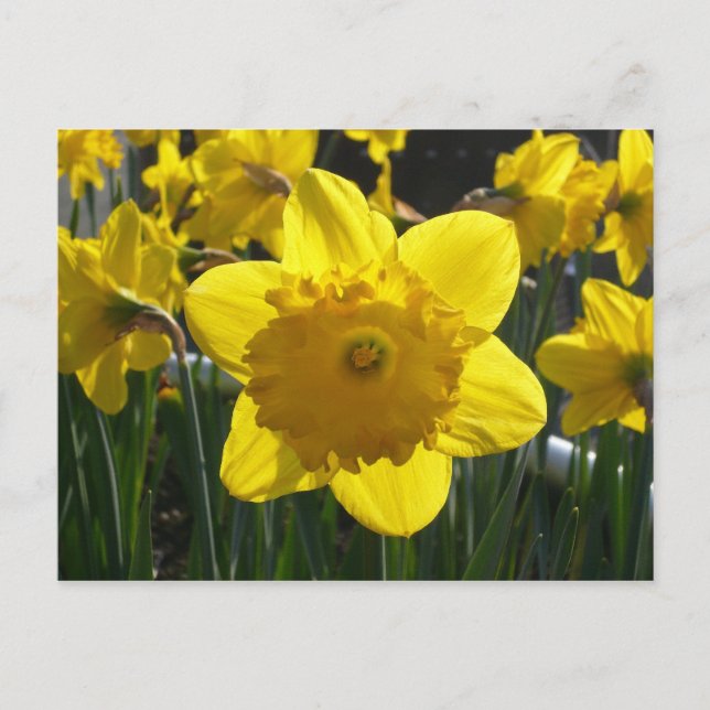 Postal Sunlit Daffodil (Anverso)